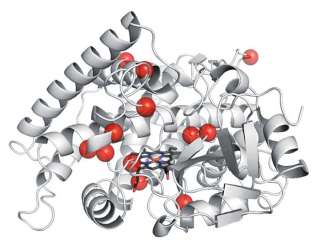 His-Tagged Protein Purification
