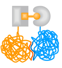 Protein-Protein Interactions