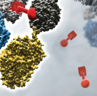 Protein Delivery of sgRNA/Cas9